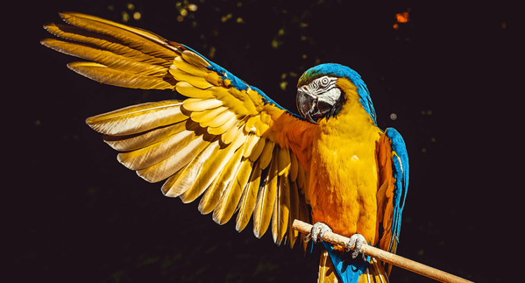 Macaw female with DNA