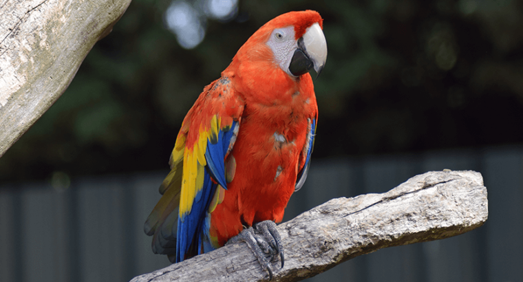 Macaw female with DNA