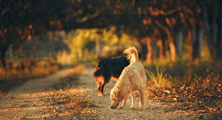 Golden Retriever puppy